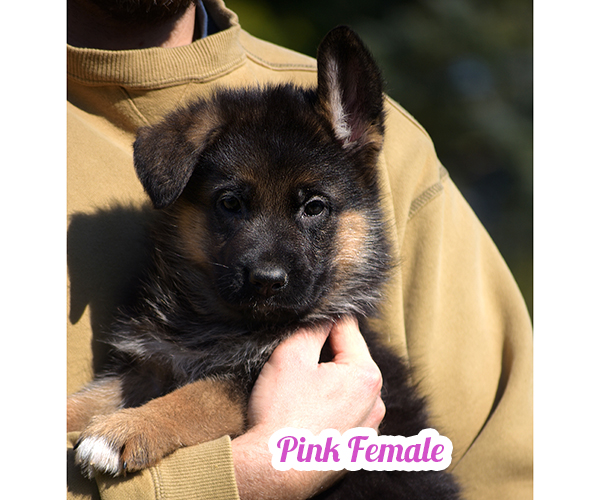 red and black short coat european showline German Shepherd Puppy for Sale in Maryland, Pennsyvania, West Virginia, Virginia, East Coast, the best German Shepherd breeder in the USA